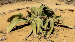 Welwitschie (Welwitschia mirabilis)  - die Pflanze besitzt eine tiefreichende Pfahlwurzel und ein Blattpaar. Alter der Pflanze bis 1.500 Jahre.