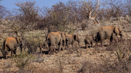 Wüstenelefanten im Damaraland