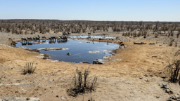 Moringa-Wasserloch im Halali Camp