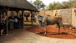 Elanantilope und Gäste der 