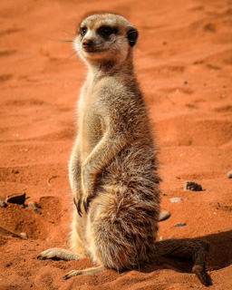 Erdnännchen leben in Gruppen von vier bis neun Tieren mit ausgeprägtem Sozialverhalten