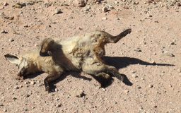 Löffelhund - er hat den Löffel abgegeben. Todesursache = unbekannt !