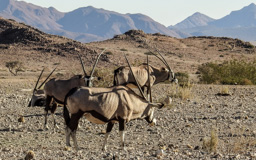 Oryxantilopen (Oryx)  - beide Geschlechter dieser Groß-Antilopen haben lange Hörner und eine typische schwarze Gesichtsmaske