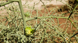 Nara - eine Pflanzenart aus der Familie der Kürbisgewächse